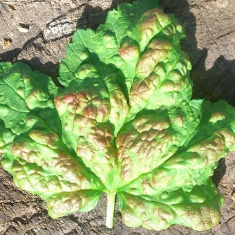 Pest levéltetvek elleni küzdelem és képek, mint a növények kezelésére származó levéltetű (pest) Pest levéltetvek elleni küzdelem és képek, mint a növények kezelésére levéltetvek