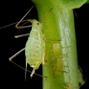 Pest levéltetvek elleni küzdelem és képek, mint a növények kezelésére levéltetvek (folyamat) Pest levéltetvek elleni küzdelem és képek, mint a növények kezelésére levéltetvek