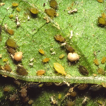 Pest levéltetvek elleni küzdelem és képek, mint a növények kezelésére levéltetvek (folyamat) Pest levéltetvek elleni küzdelem és képek, mint a növények kezelésére levéltetvek
