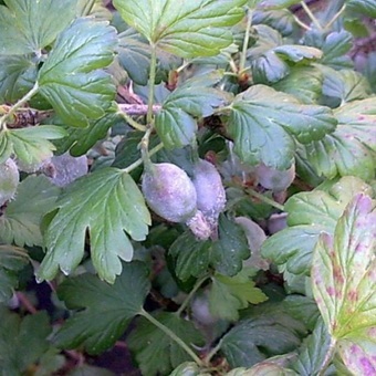 Pest levéltetvek elleni küzdelem és képek, mint a növények kezelésére származó levéltetű (pest) Pest levéltetvek elleni küzdelem és képek, mint a növények kezelésére levéltetvek