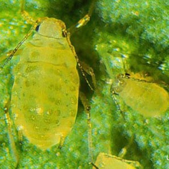 Pest levéltetvek elleni küzdelem és képek, mint a növények kezelésére származó levéltetű (pest) Pest levéltetvek elleni küzdelem és képek, mint a növények kezelésére levéltetvek