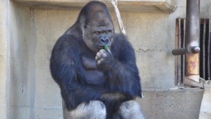 Az állatkert egy régi gorilla meghalt, és akkor a tulajdonos az állatkertben jött egy zseniális dolog - a világon
