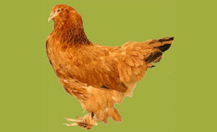 Jellemzői a fajta csirkék ukrán earflaps és különösen annak tartalmát
