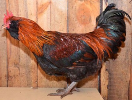 Jellemzői a fajta csirkék ukrán earflaps és különösen annak tartalmát