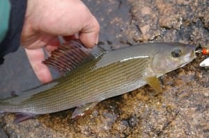 Grayling pergetett - a legjobb felnik, fonás kiegészítők, videó, fogása taktika