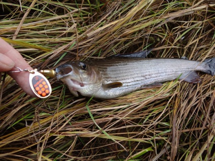 Grayling pergetett - a legjobb felnik, fonás kiegészítők, videó, fogása taktika