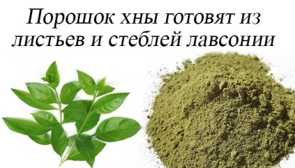 Henna összetételét, tulajdonságait és alkalmazások (olíva argánolaj) Henna összetételét, tulajdonságait és alkalmazások