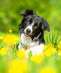 Gadfly lárvák fertőzés kutyáknál - tünetek, diagnózis, kezelés, megelőzés
