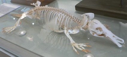 pet kacsacsőrű emlős