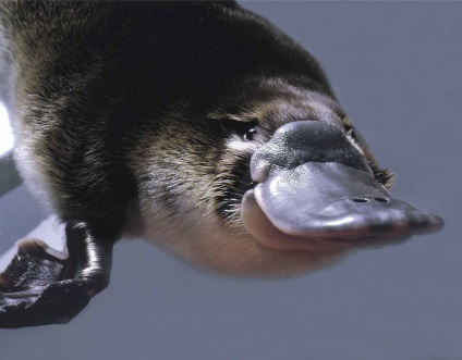Állati kacsacsőrű kacsacsőrű emlős fotó
