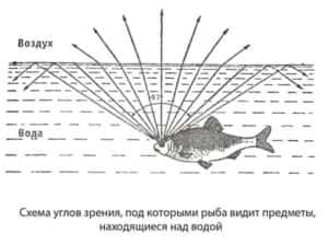 Sight hal - Titkok a sikeres horgászat