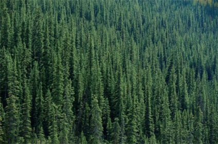 10 érdekes tény a tűlevelű erdők