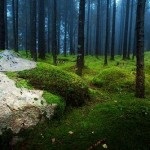 10 érdekes tény a tűlevelű erdők