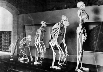 10 érdekes tény a furcsa emberi evolúció - faktrum