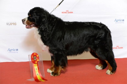10. A legszebb kutyafajták, fotó ranglista legszebb kutyák, a legszebb kutyafajták (fajták) 10. A legszebb kutyafajták, fotó ranglista legszebb kutyák, a legszebb fajta kutya