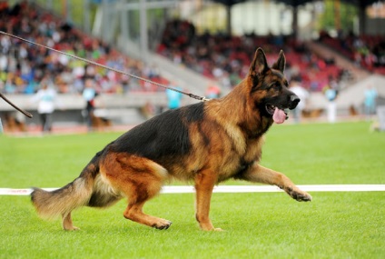 10. A legszebb kutyafajták, fotó ranglista legszebb kutyák, a legszebb kutyafajták (a legtöbb) 10. A legszebb kutyafajták, fotó ranglista legszebb kutyák, a legszebb fajta kutya