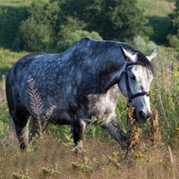 Augusztus 31. napján növény- és babér - mecénások ló lovak nap