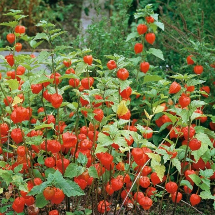 55 Fotók Physalis