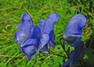 Aconitum fajok fotók, ültetés, gondozás, tenyésztés, telelő