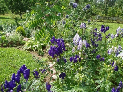 Aconitum fajok fotók, ültetés, gondozás, tenyésztés, telelő