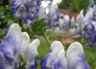 Aconitum fajok fotók, ültetés, gondozás, tenyésztés, telelő