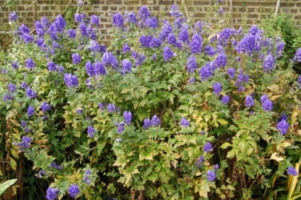 Aconitum fajok fotók, ültetés, gondozás, tenyésztés, telelő