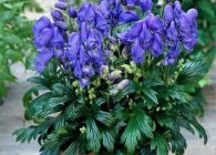 Aconitum fajok fotók, ültetés, gondozás, tenyésztés, telelő