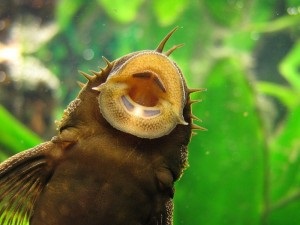 Akváriumi halak harcsa antsitrusy, brohisy, bronyaki