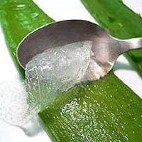Aloe ellen a megfázás - kezelésére megfázás