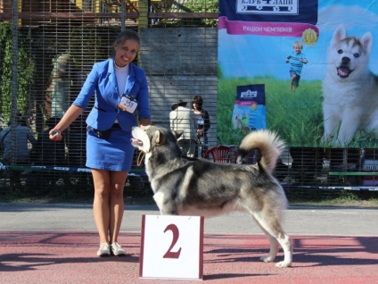 Alaszkai malamut fajta leírás képekkel és egy kutya jellegű, az ár, a kiválasztás és képzés a kiskutya