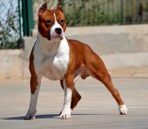 Amerikai Staffordshire terrier fajta jellemzőit, ár, mind a kutyák