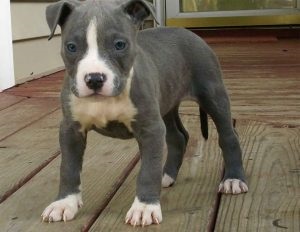 Amerikai Staffordshire terrier fajta jellemzőit, ár, mind a kutyák