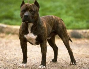 Amerikai Staffordshire terrier fajta jellemzőit, ár, mind a kutyák