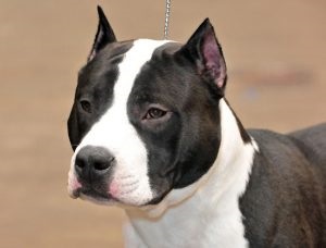 Amerikai Staffordshire terrier fajta jellemzőit, ár, mind a kutyák