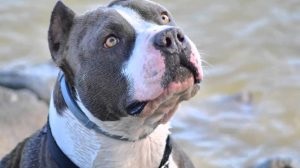 Amerikai Staffordshire terrier fajta jellemzőit, ár, mind a kutyák