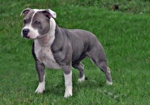 Amerikai Staffordshire terrier fajta jellemzőit, ár, mind a kutyák