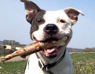 Amerikai Staffordshire terrier fajta jellemzőit, ár, mind a kutyák