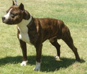 Amerikai Staffordshire terrier fajta jellemzőit, ár, mind a kutyák