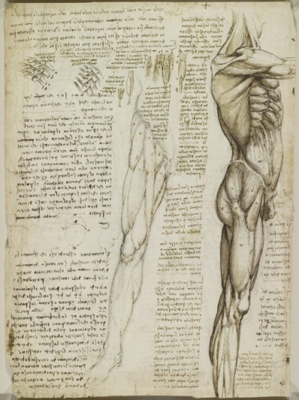 Anatómiai rajzok Leonardo da Vinci