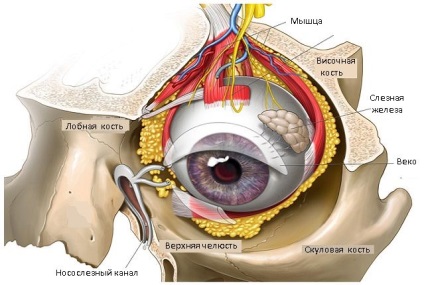 anatómia a szemgödör