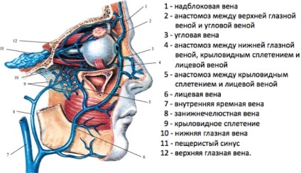 anatómia a szemgödör