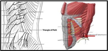 Anatomy of a hátizmok