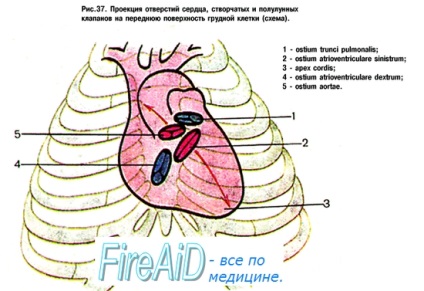 A szív anatómiája topográfia