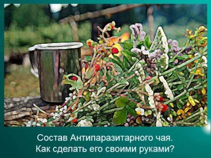 Paraziták elleni készítmény tea készült saját kezével, 45 görögdinnyét (tényleges tavasszal ősszel) Paraziták elleni készítmény tea készült saját kezével, 45 görögdinnyét