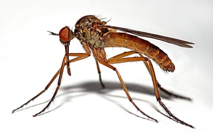 Tudja, hogy ki a szúnyogok harapás a leginkább, és miért