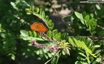 Pillangók - libbenő virágok, közúti World (Butterfly) Pillangók - libbenő virágok, az út a béke
