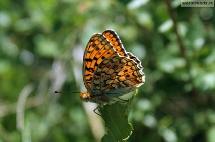 Pillangók - libbenő virágok, közúti World (Butterfly) Pillangók - libbenő virágok, az út a béke