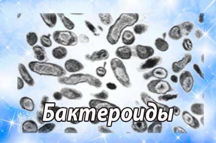 Bacteroides (Bacteroidaceae), csökkentett Bacteroides