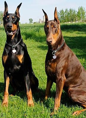 Fehér dobermann - egzotikus vagy valóság (dobermann) Fehér dobermann - egzotikus vagy valóság