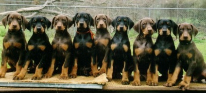 Fehér dobermann - egzotikus vagy valóság (ezt a fajtát) Fehér dobermann - egzotikus vagy valóság